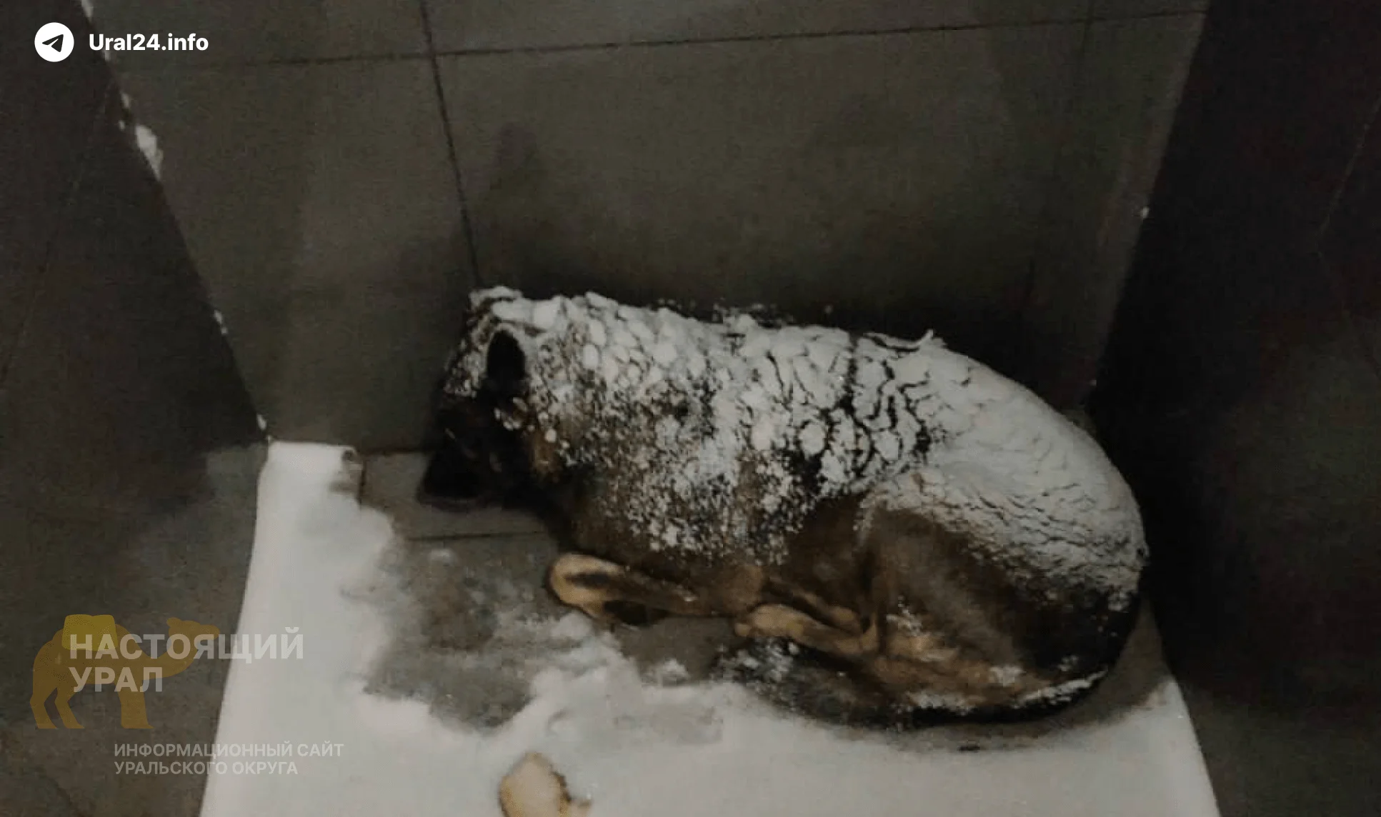 В Челябинске курьера уволили за помощь замерзающей собаке