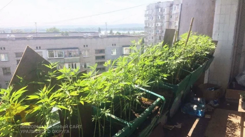 Полиция нашла на&nbsp;балконе югорчанина плантацию конопли и&nbsp;схрон боеприпасов