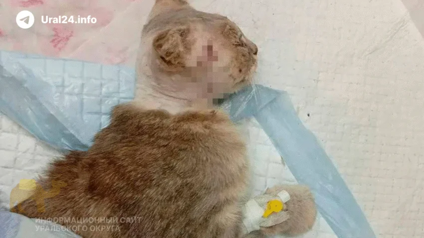 В&nbsp;Кургане расстреляли кошку