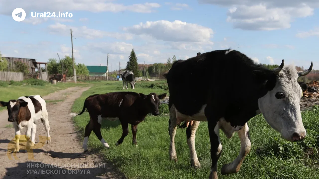 Курганская область теряет скот 